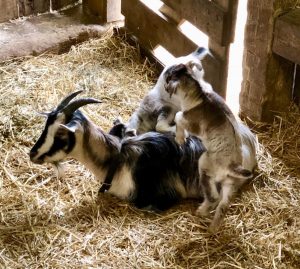 You may get lucky and see animal babies on your visit to the encounters barn at Conner Prairie.